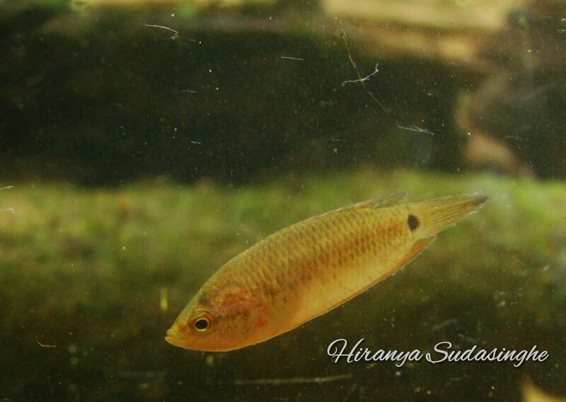 Wild specimen from the Kalu River basin, western Sri Lanka.