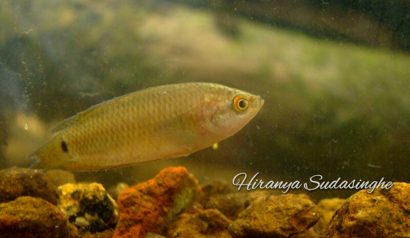 Wild specimen from the Kalu River basin, western Sri Lanka.