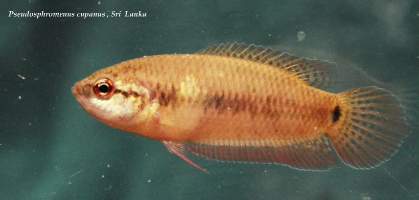 Putative adult female specimen from the Bolgoda River basin, western Sri Lanka.