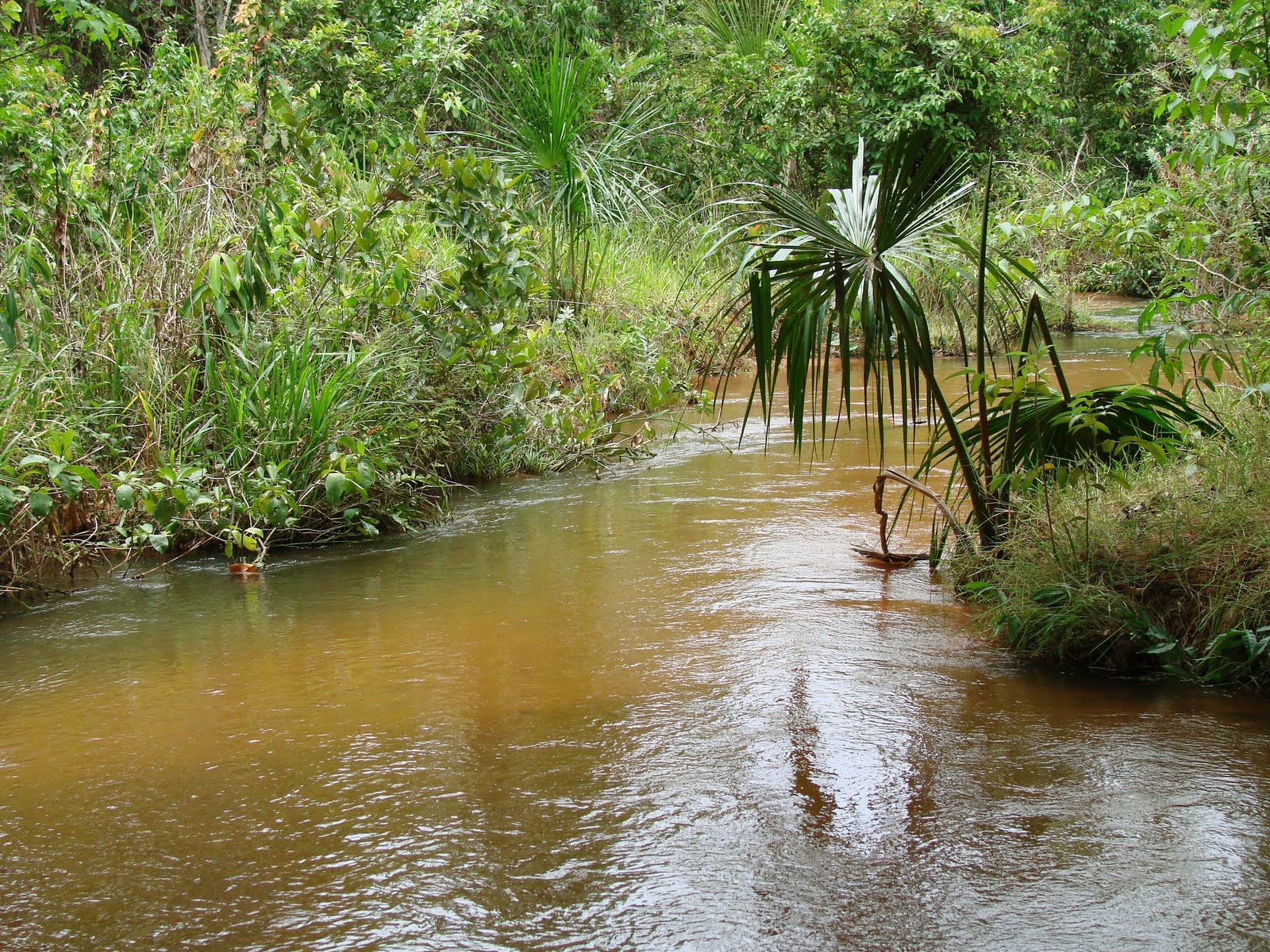 This species has been recorded from tributaries in the upper rio Sepotuba basin, Mato Grosso state, Brazil. Pictured is the 'Riacho Aguas Claras' stream.