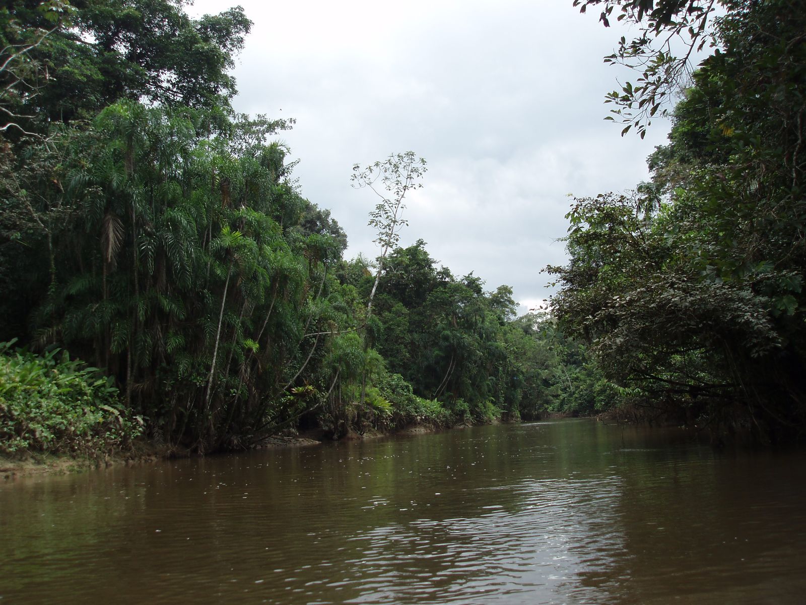 This species has been collected from the rio Aguarico, Ecuador.