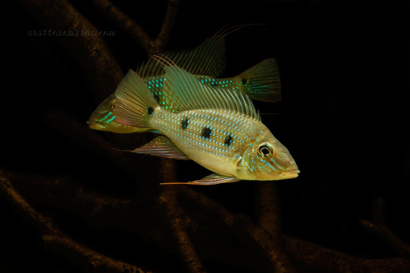 S. acuticeps is less benthic than its congeners.