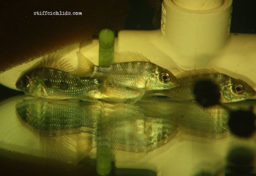 Juveniles from the Slovakian aquarium trade.