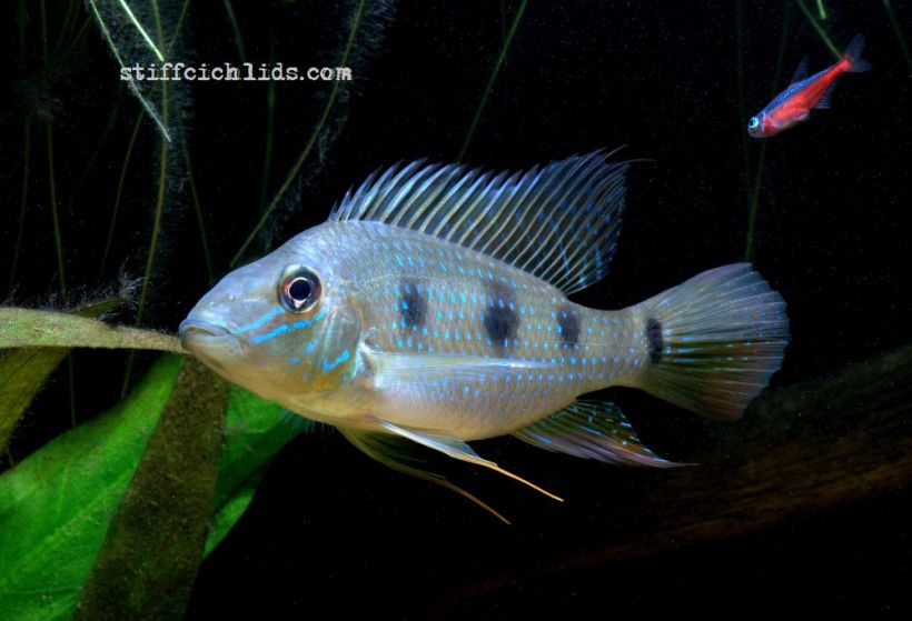 This species is easily-identified by the presence of three dark blotches on the side of the body.