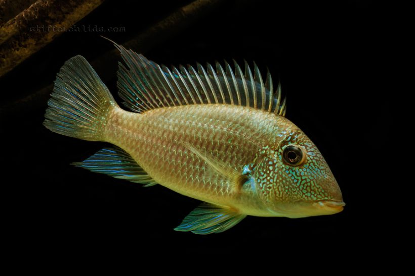 Adult specimen from the Slovakian aquarium trade.