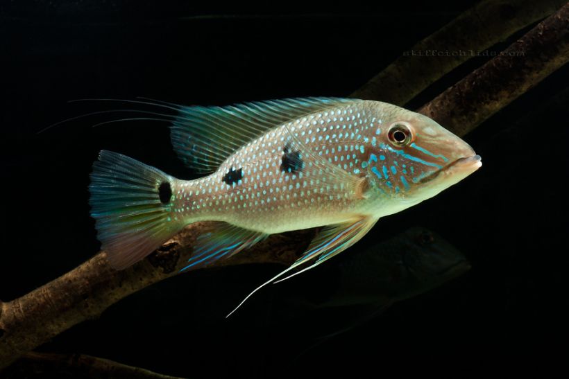Subadult specimen from the Slovakian aquarium trade.