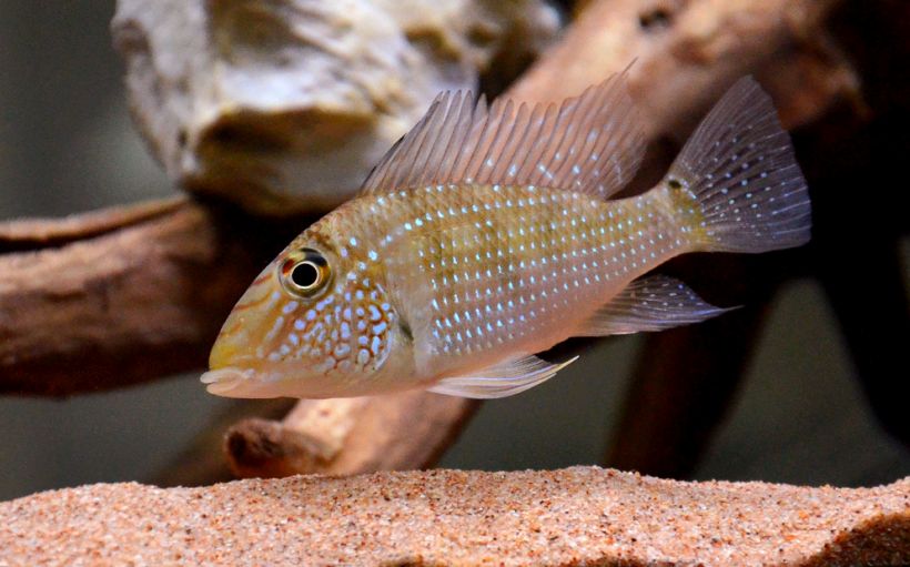 Juvenile from the Singapore aquarium trade.