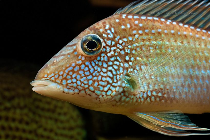 Detail of head and anterior portion of body.