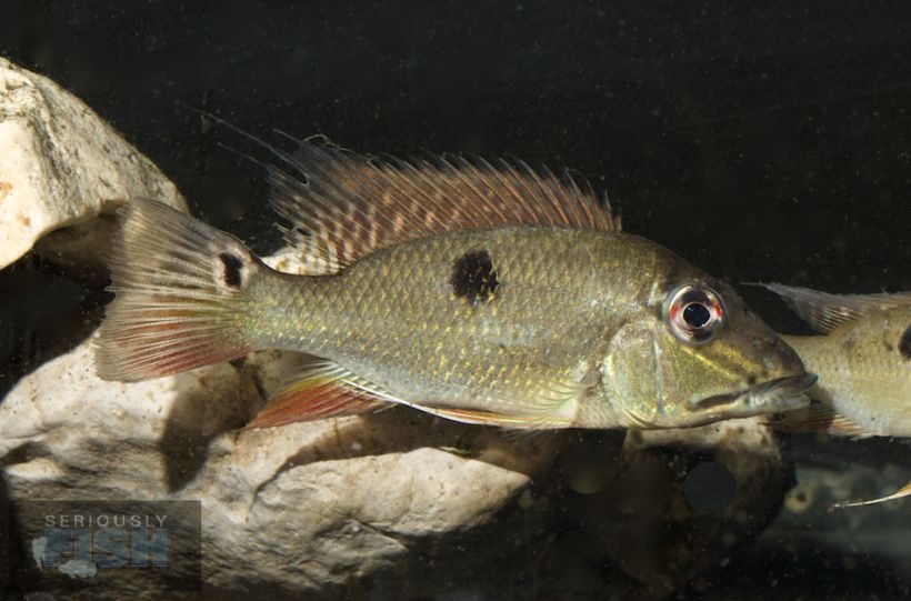 Specimen from the U.S. aquarium trade.