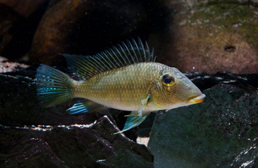 Subadult individual; note the well-developed, pale orange lips.