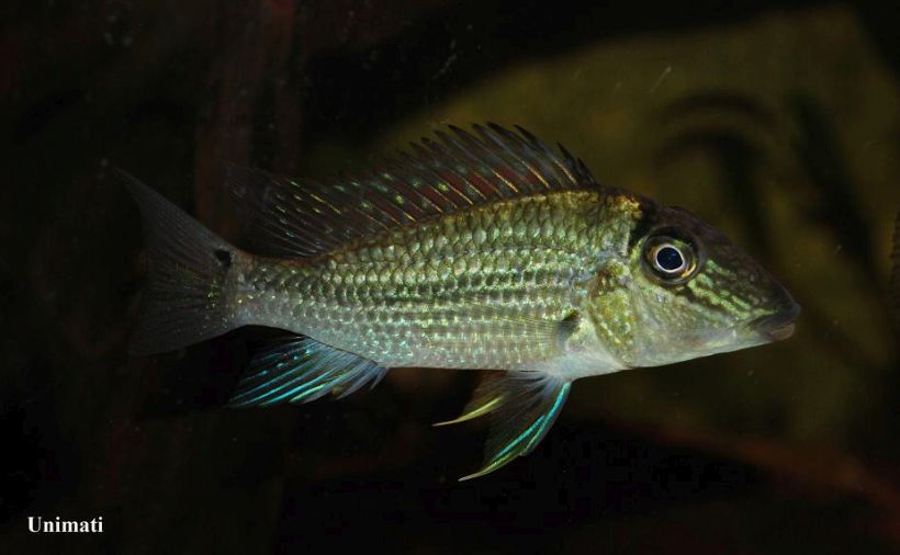Young specimen imported to Denmark from Venezuela.