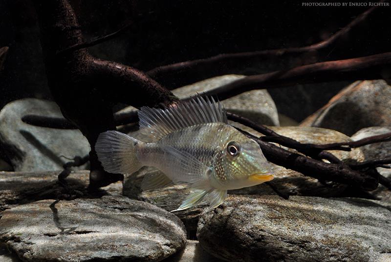 Adult specimen from the German aquarium trade, imported from Venezuela.