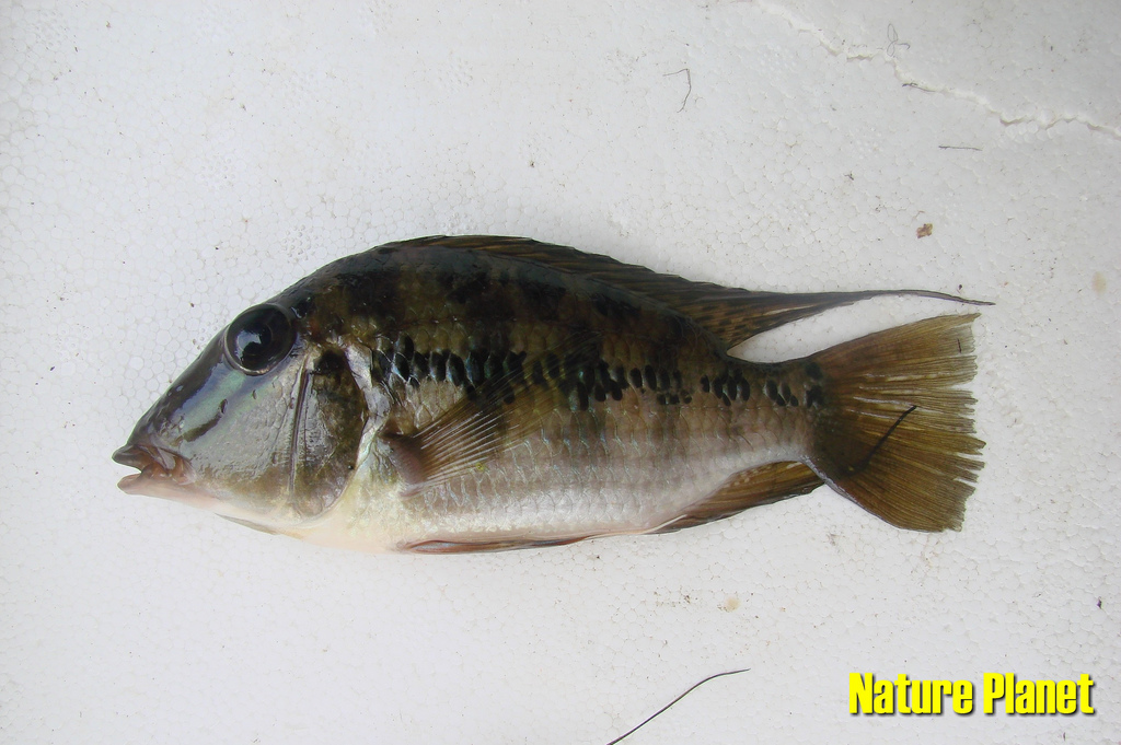 Freshly-collected wild specimen.