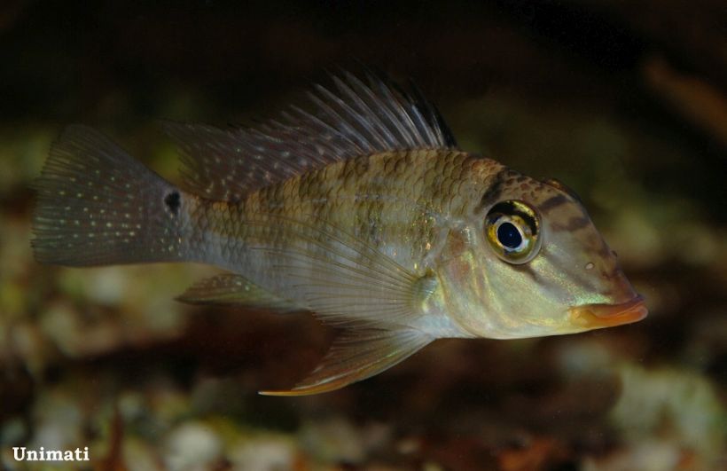 Another specimen from the Danish aquarium trade.