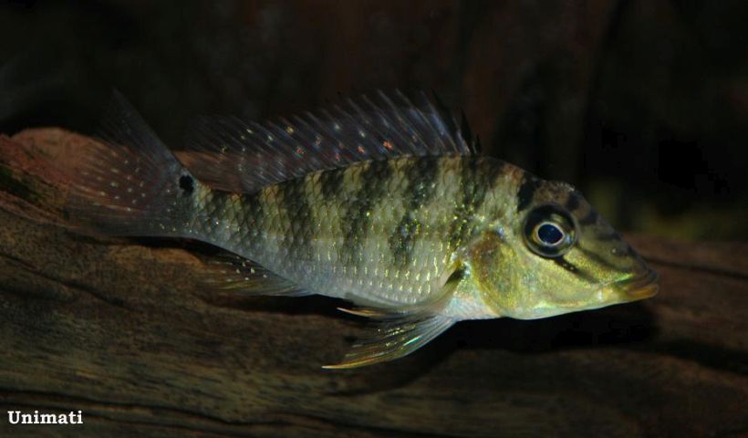 The dark markings seen on the body here appear only when the fish is excited, stressed, or sleeping.