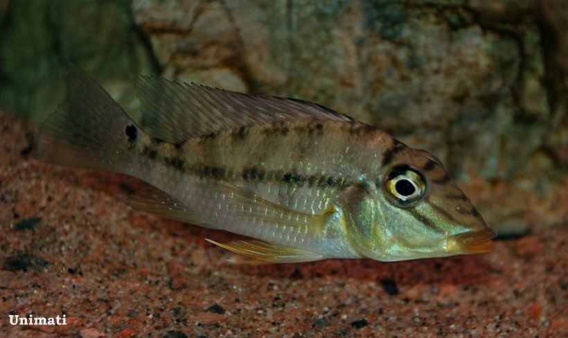 Specimen imported to Denmark from French Guiana.