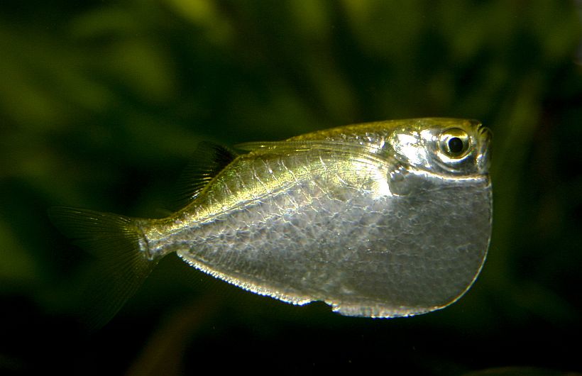Specimen from the U.S. aquarium trade.