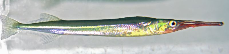 Nuptial mal individual; note the pronounced dorsal hump and red/reflective yellow-gold pigmentation on the jaws, head, and breast.