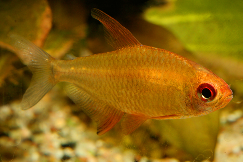 Male individual of the possibly conspecific 'orange'red' colour form (see 'Notes').