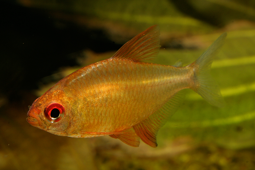 Hyphessobrycon cf pulchripinnis orange FS 3