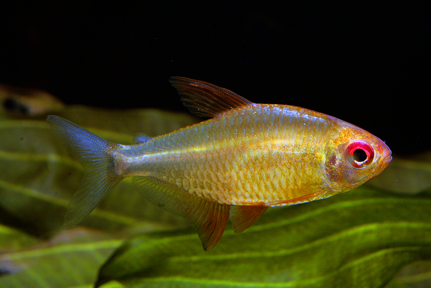 Putative male individual of the 'orange-red' form.
