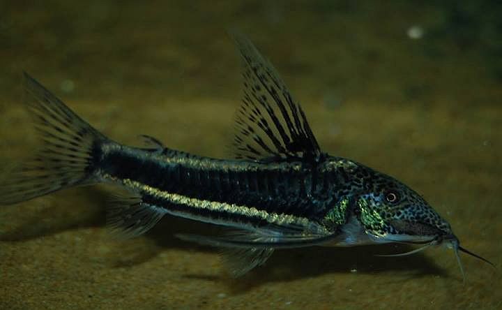 Adult male from the UK aquarium trade.