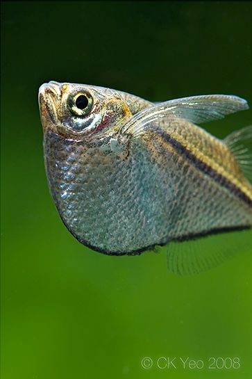 Detail of head and body.