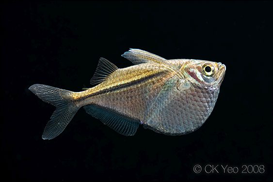 Specimen from the Singapore aquarium trade.