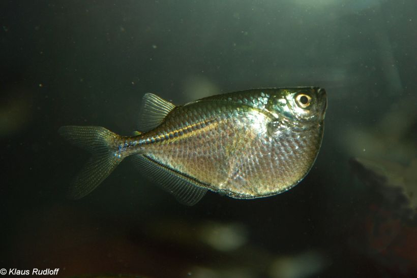 Specimen from the German aquarium trade.