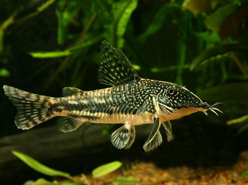 Young adult male from the UK aquarium trade.