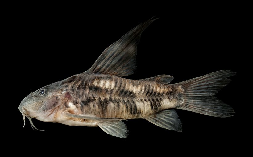 Preserved adult male specimen.