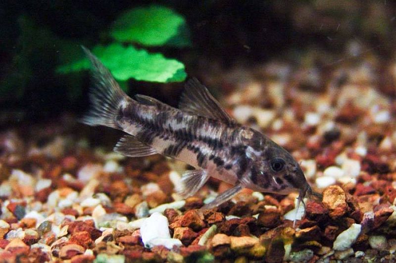 Adult female.