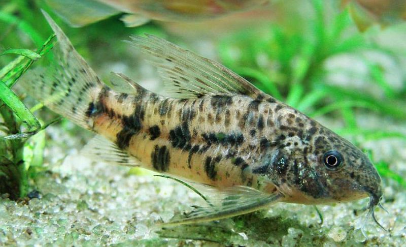 Adult male individual.