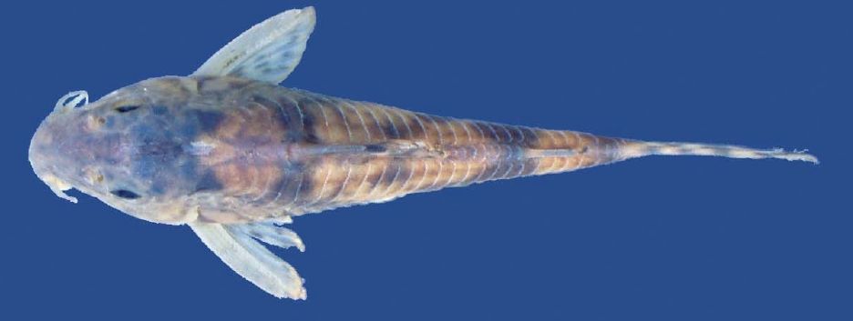 Holotype, MCP 38388, female, 36.7 mm SL, arroio Molha Coco, Praia Grande, Santa Catarina, Brazil; dorsal view.
