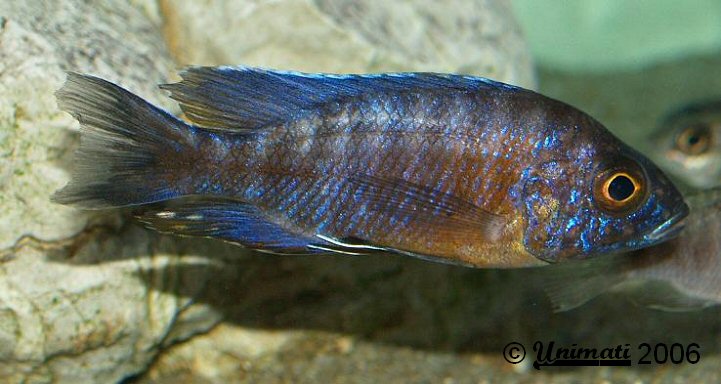 Specimen from the Danish aquarium hobby, traded as A. stuartgranti 'red flush'.