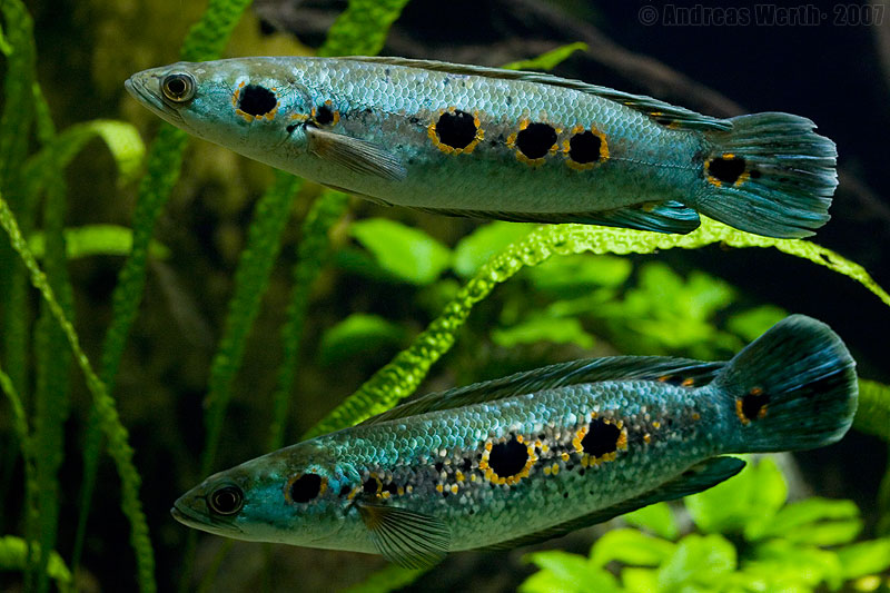 Adult pair, male above.