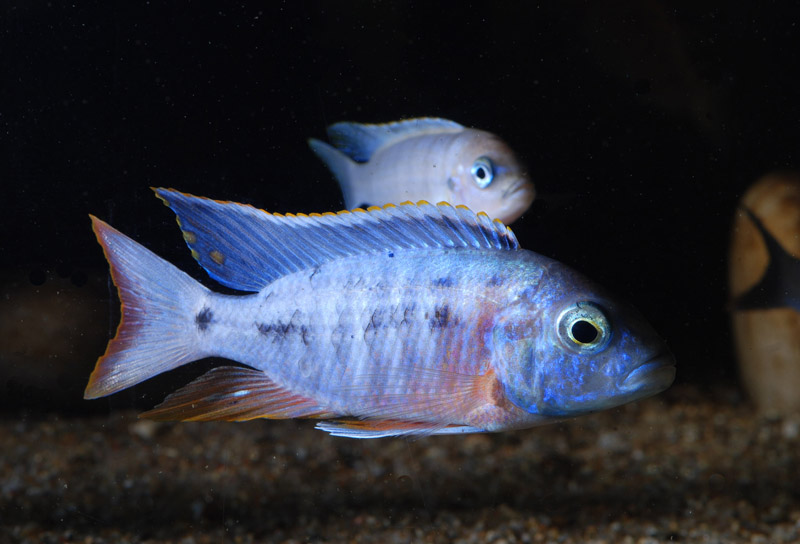 Young male from the UK aquarium trade; population not supplied.