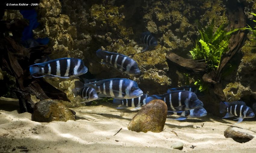 Adult group in a suitably-sized aquarium; 'Blue Zaire' form.