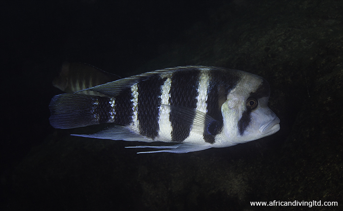 Adult male pictured in its natural habitat at Lusungura Point, Tanzania. Water depth 25 metres.