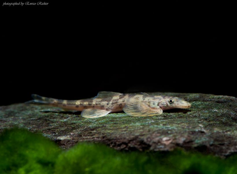Specimen from the German aquarium trade.