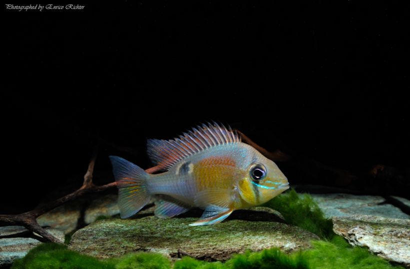 Adult specimen from the German aquarium trade collected in the municipality of Coari, Amazonas state, Brazil.