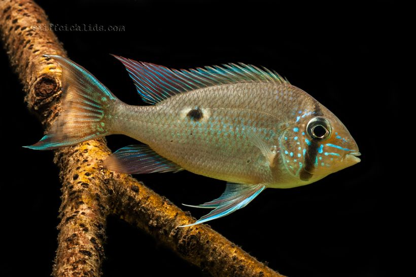 Adult individual from the Slovenian aquarium trade.