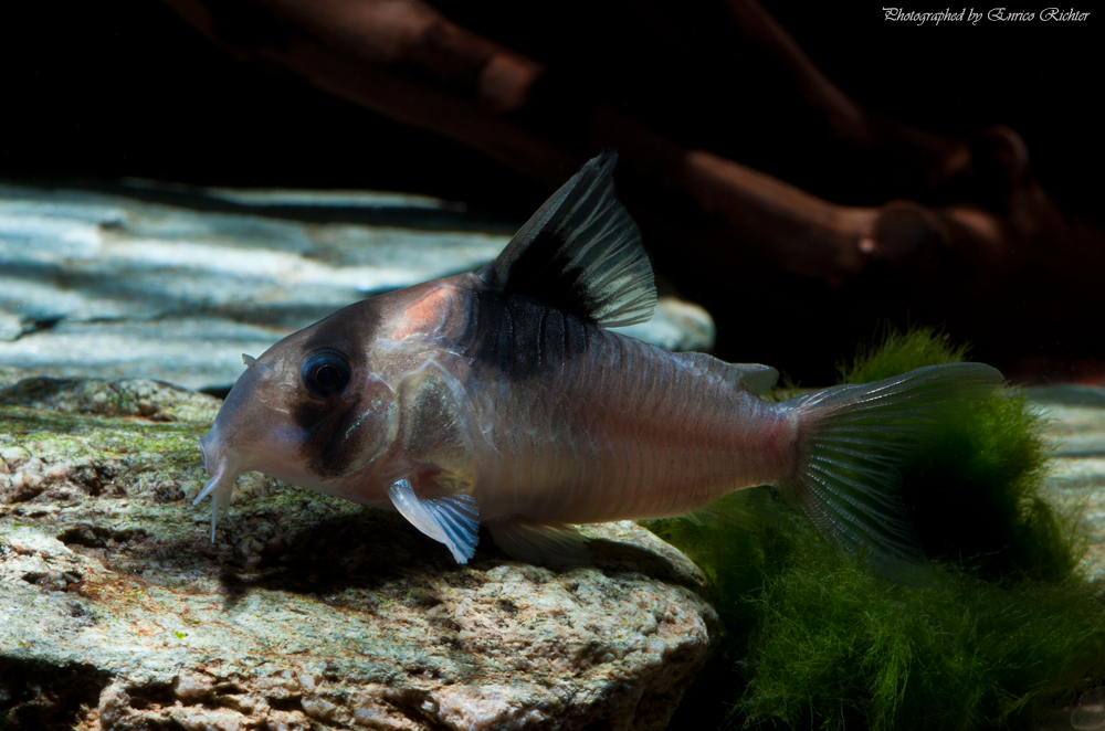 This form has been marketed as C. burgessi 'wide wedge' or 'Breitkeil' in the aquarium hobby.