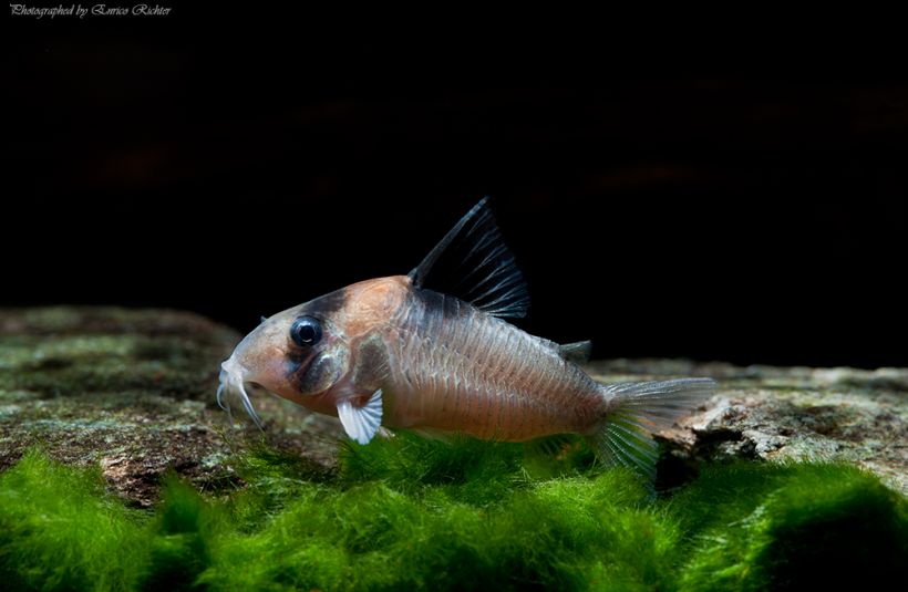 Specimen from the German aquarium trade.
