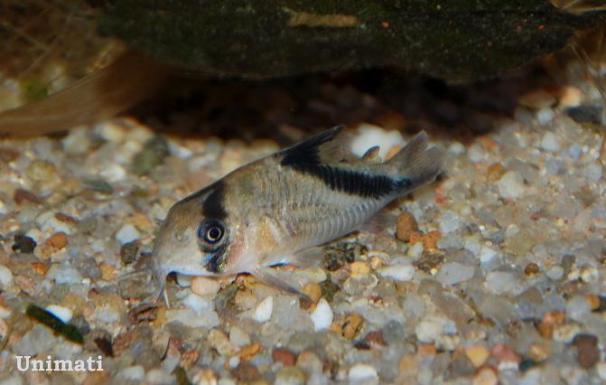 Specimen from the Danish aquarium trade.