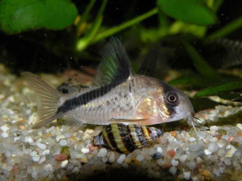 This species possesses irregular dark markings on the body, below the oblique body bar.