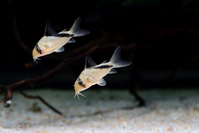 Subadults from the U.S. aquarium trade.