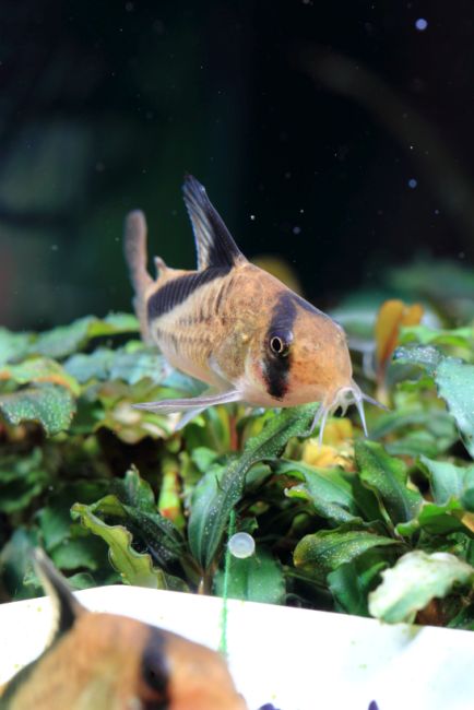 Adult individual with freshly-deposited egg below.