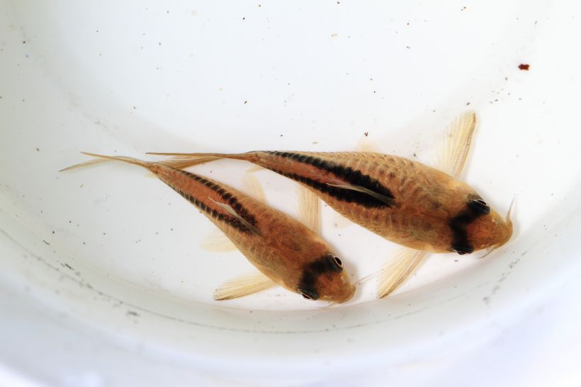 Adults can normally be sexed very easily by viewing them from above. Here an adult pair, female at top.