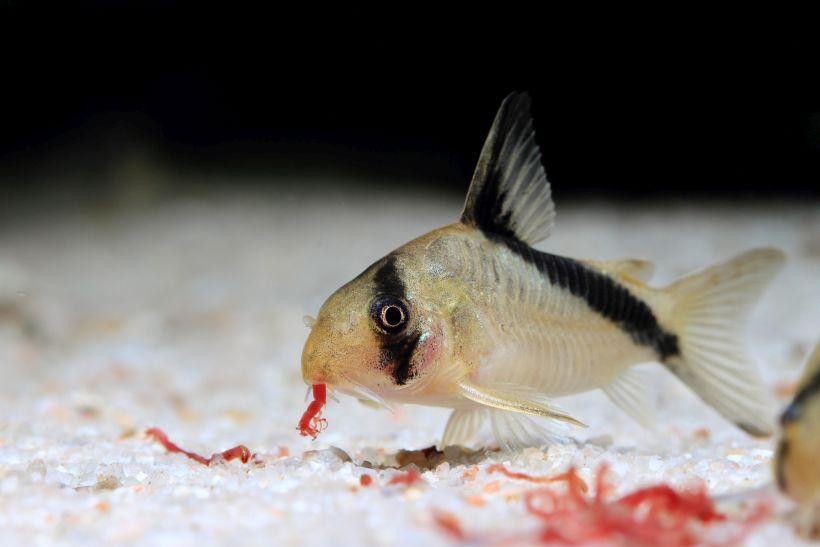 Like most members of the genus, this species relishes live or frozen chironomid larvae (bloodworm).